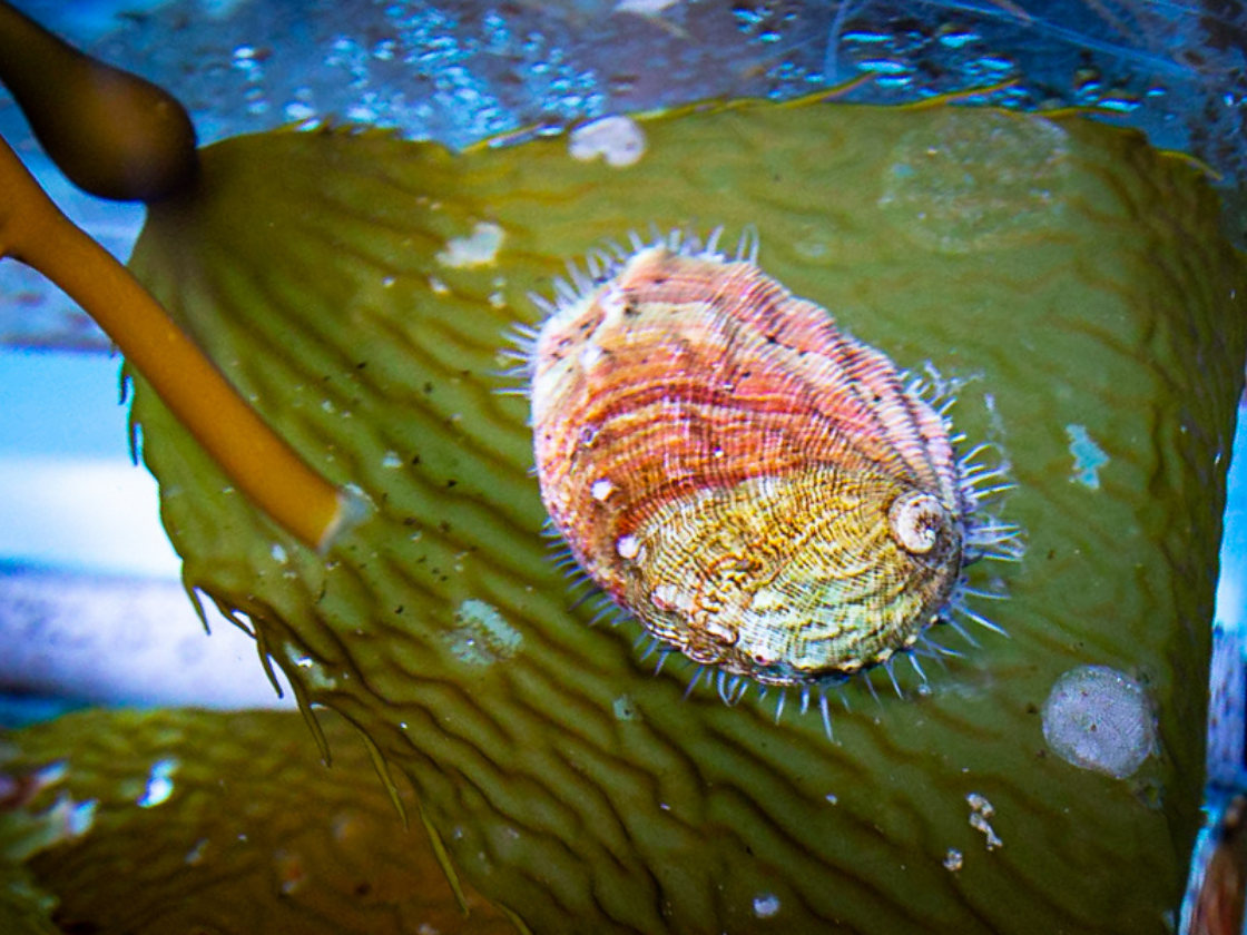 abalone on green kelp