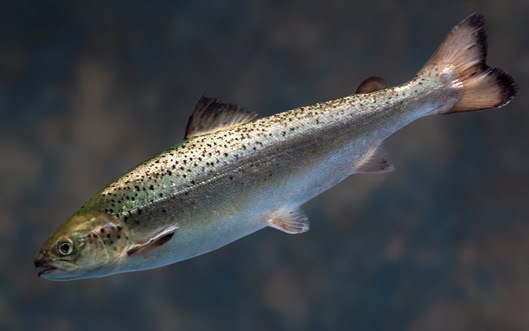 Sideview of  a salmon swimming.