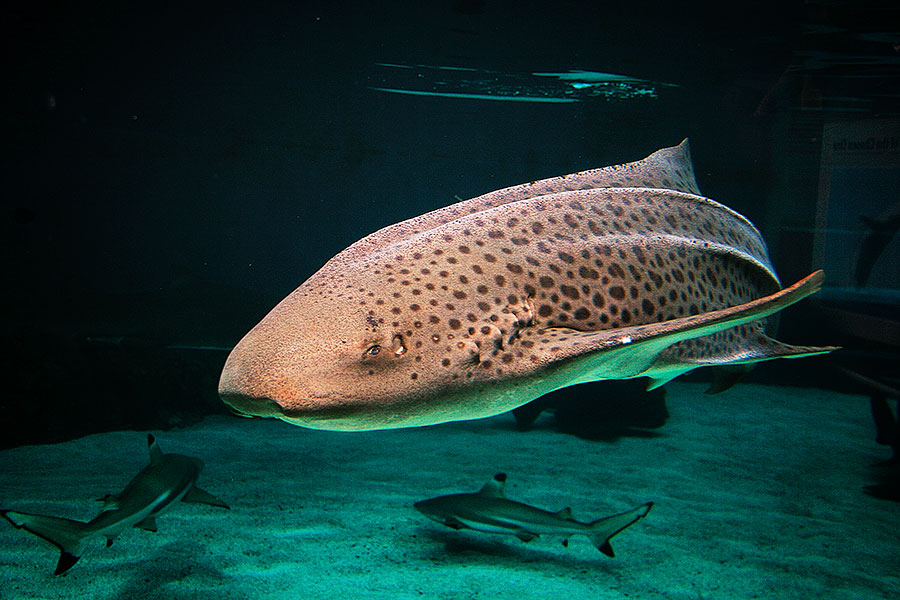 Zebra shark swimming