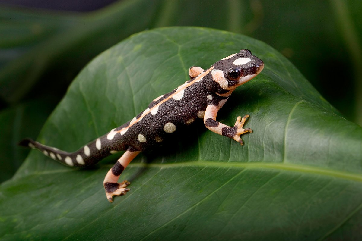 Reddish beige lizard-like newt with black spots and stripes