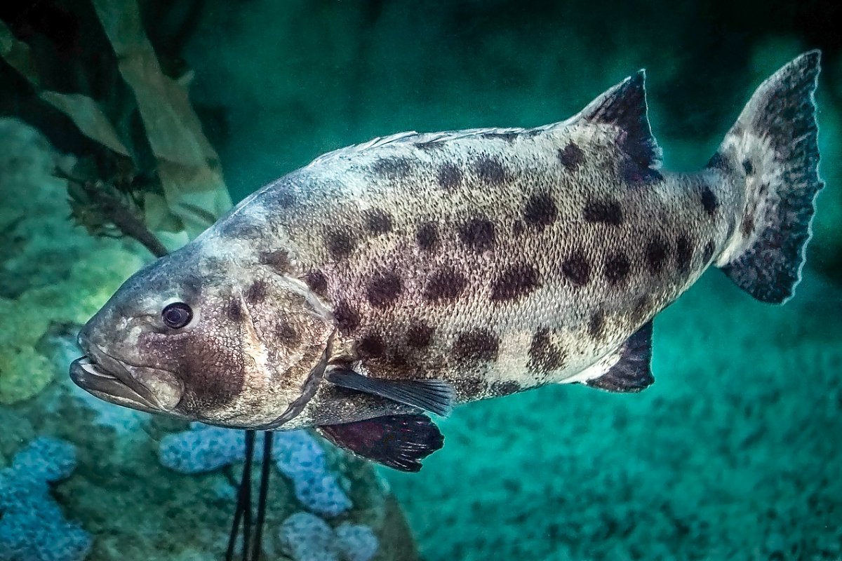 Giant Sea Bass swimming