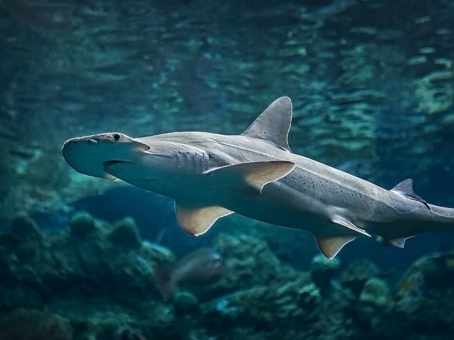 bonnethead shark swimming to left